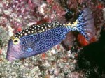 Highlight for Album: Ostraciidae- Boxfishes

