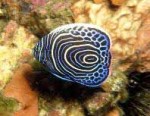 Highlight for Album: Pomacanthidae- Angelfishes