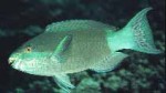 Highlight for Album: Scaridae- Parrotfishes