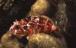 Highlight for Album: Scorpaenidae-Scorpionfishes or Rockfishes
