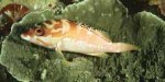 Highlight for Album: Serranidae- Sea basses groupers and fairy basslets