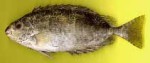 Highlight for Album: Siganidae- Rabbitfishes