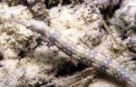 Highlight for Album: Syngnathidae- Pipefishes and seahorses