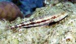 Highlight for Album: Synodotidae- Lizardfishes