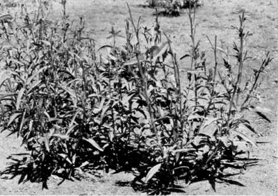 deer browsed Evening primrose