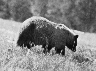 Bear feeding naturally