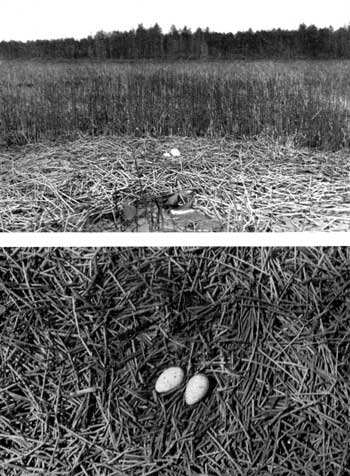 sandhill crane eggs