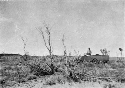 cliff rose browsed bymule deer