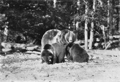 grizzly bear