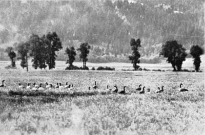 Canada geese