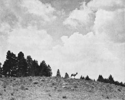 pronghorn