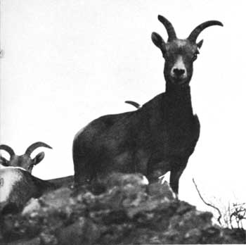 bighorn