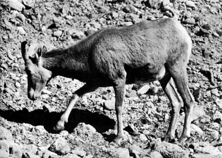 bighorn