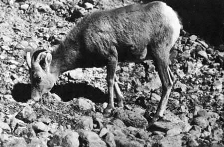 bighorn