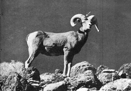 bighorn
