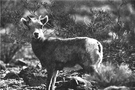 bighorn