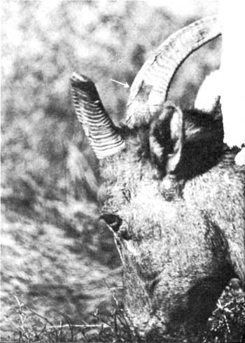 bighorn