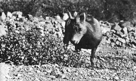 bighorn