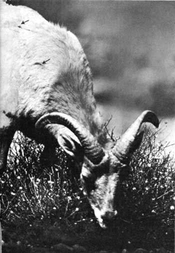 bighorn