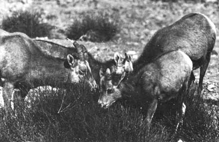 bighorn