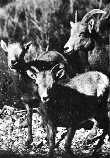 bighorn