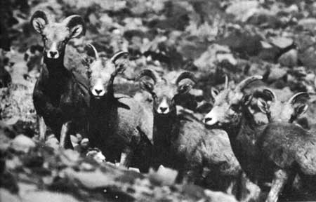 bighorn