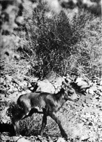 bighorn