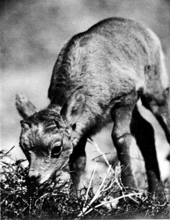 bighorn