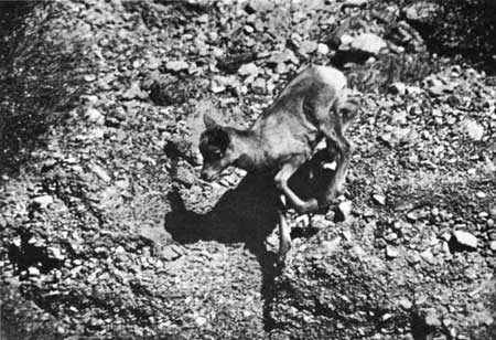 bighorn