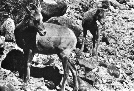 bighorn