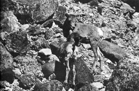 bighorn