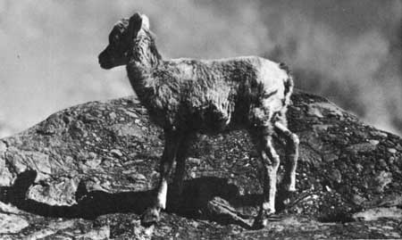 bighorn