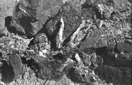 bighorn carcass