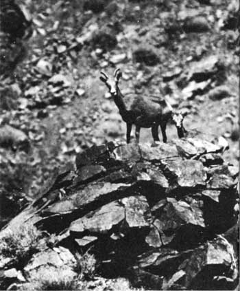 bighorn