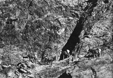 bighorn