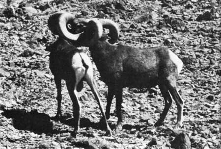 bighorn