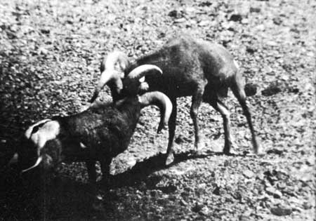 bighorn