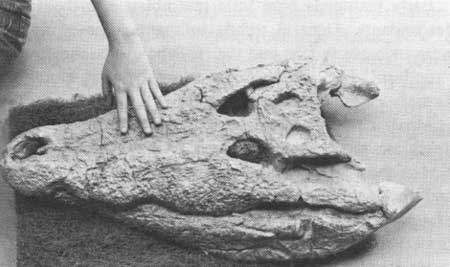 crocodile skull