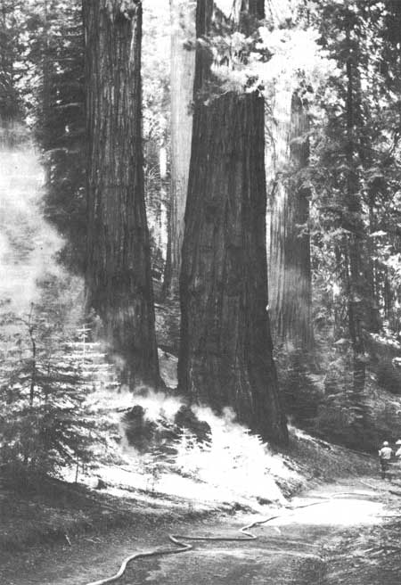 prescribed burn
